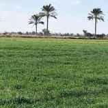 ارض زراعية 630000م للبيع - المنيا - ملوي - موقع دار