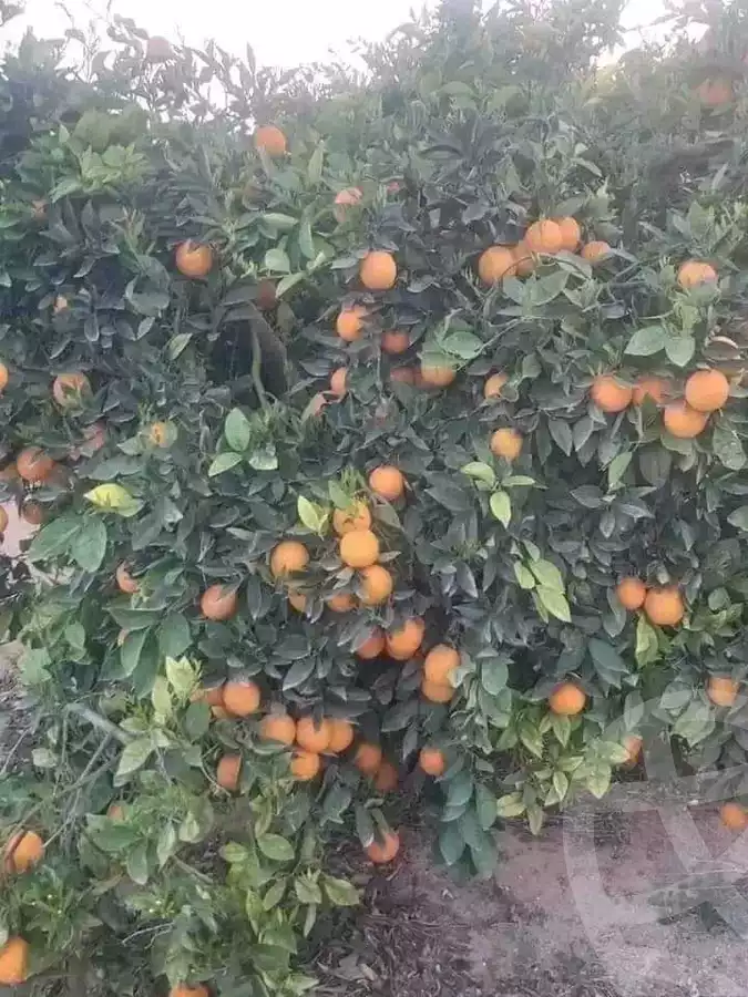  للبيع50فدان برتقال صيفى باعلى انتاجية بكفر الزيات الغربية. من موقع دار