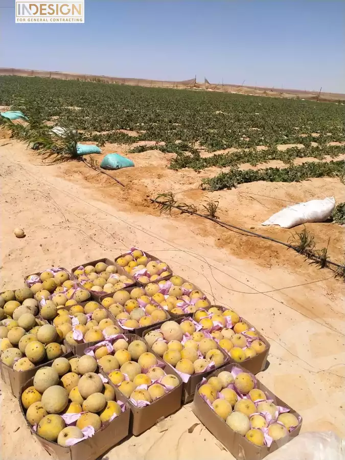 ارض للبيع بالمنيا 22.5 فدان في بني مازار - المنيا - من موقع دار 
