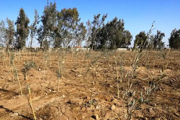 الزراعة-بجرجا